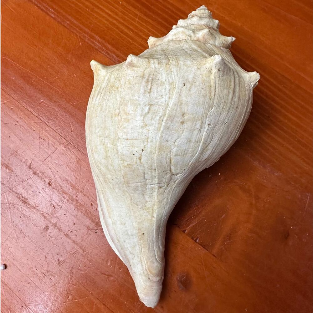 Right Handed Conch Shell - Picture 2 of 6